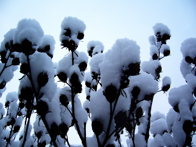 foto vastag 2010