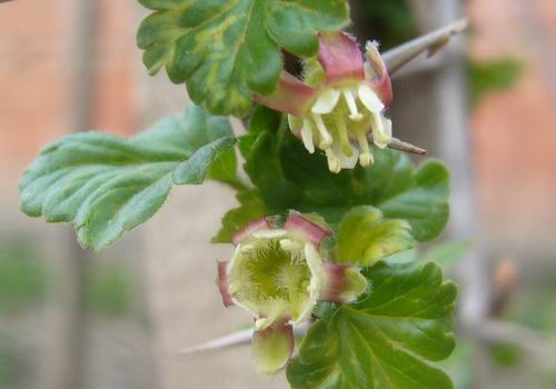 Prolece 2008 Tavasz
vastag