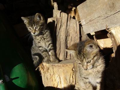 Cisos-Tapos 2007
Foto Vastag