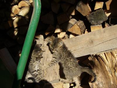 Cisos-Tapos 2007
Foto Vastag