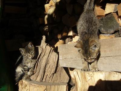 Cisos-Tapos 2007
Foto Vastag