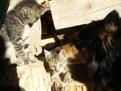 Cisos-Tapos 2007
Foto Vastag