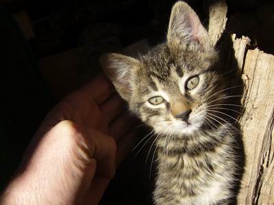 Cisos-Tapos 2007
Foto Vastag