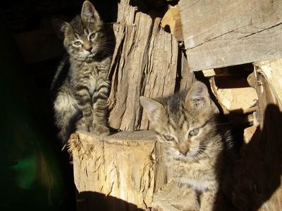 Cisos-Tapos 2007
Foto Vastag