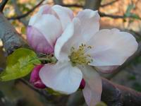 foto vastag
top 2007 color