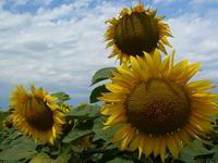 foto vastag
top 2007 color