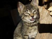 foto vastag
top 2007 color