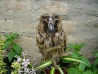 foto vastag
top 2007 color