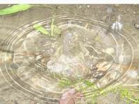 foto vastag
top 2007 color