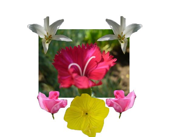 Sve najlepse zelje zenama celog sveta !
Legjobb kivansagaim a vilag minden nojenek !