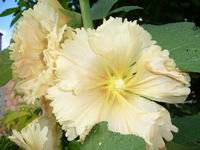 Leto 2007 Nyar
Foto Vastag