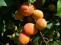 Leto 2007 Nyar
Foto Vastag