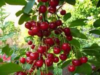 Leto 2007 Nyar
Foto Vastag