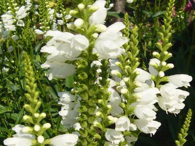 Leto 2007 Nyar
Foto Vastag