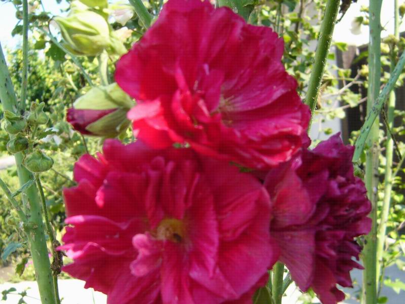 Leto 2007 Nyar
Foto Vastag