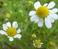 Prolece 2007 Tavasz 2007
        Foto Vastag