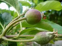 Prolece 2007 Tavasz 2007
        Foto Vastag