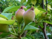 Prolece 2007 Tavasz 2007
Foto Vastag