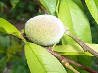 Prolece 2007  Tavasz 2007
           Foto Vastag