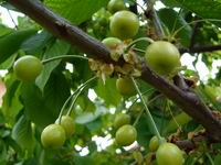 Prolece 2007  Tavasz 2007
           Foto Vastag