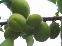 Prolece 2007 Tavasz 2007
Foto Vastag