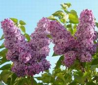 Prolece 2007  Tavasz 2007
           Foto Vastag