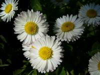 Prolece 2007 Tavasz 2007
Foto Vastag