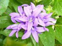 Prolece 2007  Tavasz 2007
           Foto Vastag