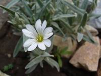 Prolece 2007 Tavasz 2007
Foto Vastag