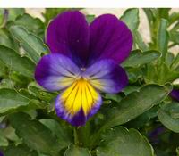 Prolece 2007 Tavasz 2007
Foto Vastag