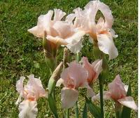 Prolece 2007 Tavasz 2007
Foto Vastag