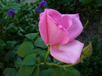 Prolece 2007 Tavasz 2007
Foto Vastag