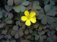 Prolece 2007 Tavasz 2007
        Foto Vastag