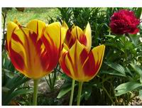 Prolece 2007 Tavasz 2007
Foto Vastag