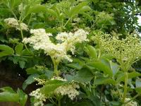 Prolece 2007 Tavasz 2007
Foto Vastag