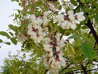 Prolece 2007 Tavasz 2007
        Foto Vastag