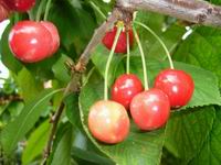 Prolece 2007 Tavasz 2007
        Foto Vastag