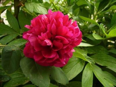 Prolece 2007 Tavasz 2007
Foto Vastag