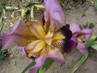 Prolece 2007 Tavasz 2007
Foto Vastag