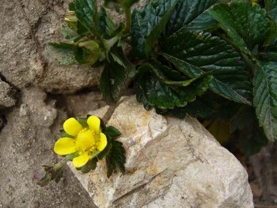 Prolece 2007 Tavasz 2007
Foto Vastag