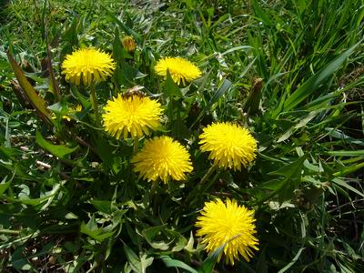 Prolece 2007  Tavasz 2007
           Foto Vastag