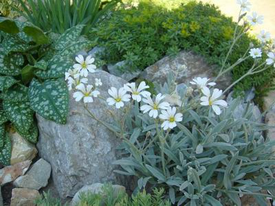 Prolece 2007  Tavasz 2007
           Foto Vastag