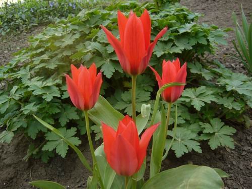10932-tulipan.jpg, 58 KB