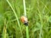 6387-buba.jpg, 12 KB