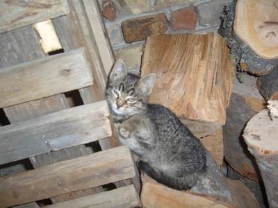 7796-macac.jpg, 38 KB