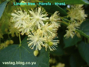Harsfa_2008.gif, 399 KB