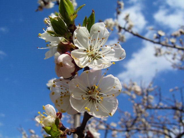 Kajsija_2010_1.jpg, 132 KB