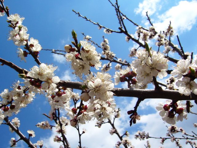 Kajsija_2010_3.jpg, 200 KB
