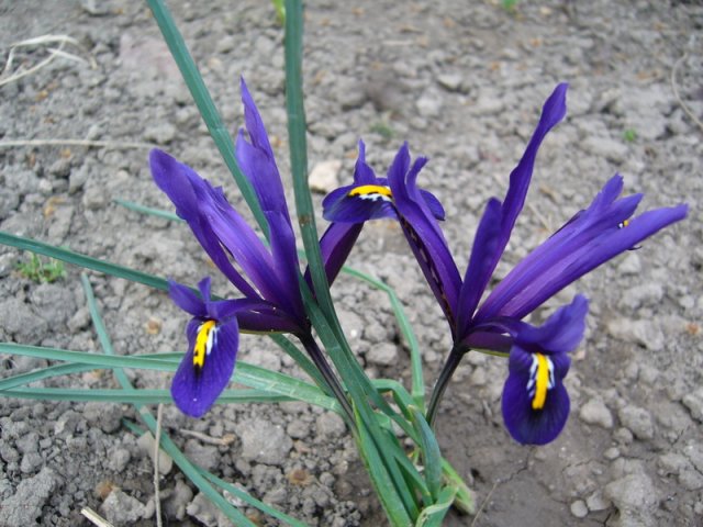 Prolece_2010_1.jpg, 206 KB