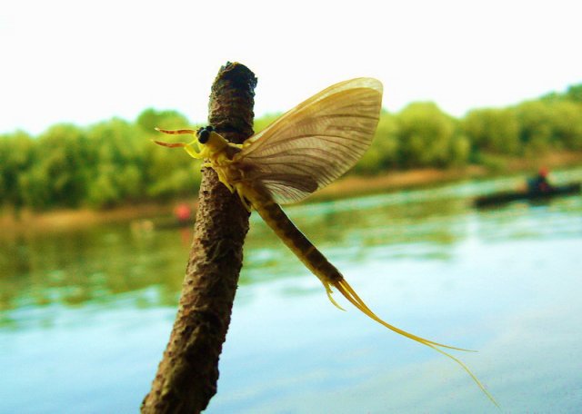 Tiszavirag_2011_1.jpg, 142 KB
